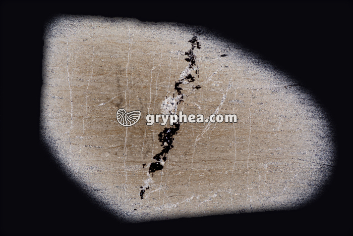 Schiste bitumineux LPA x1,5 - gryphea.org